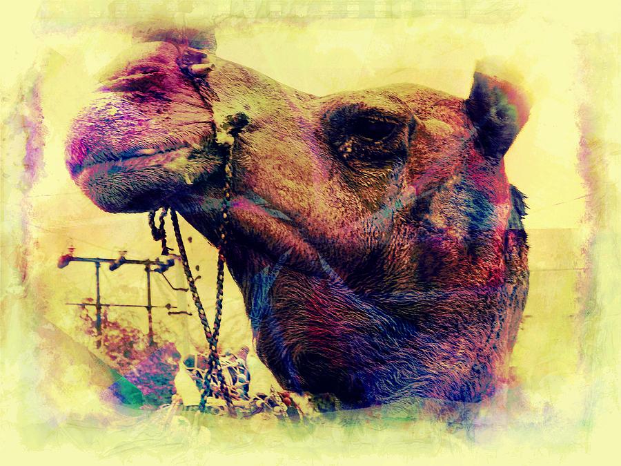 Camel Portrait Vintage Desert Rajasthan India Jaisalmer 7g Photograph by Sue Jacobi
