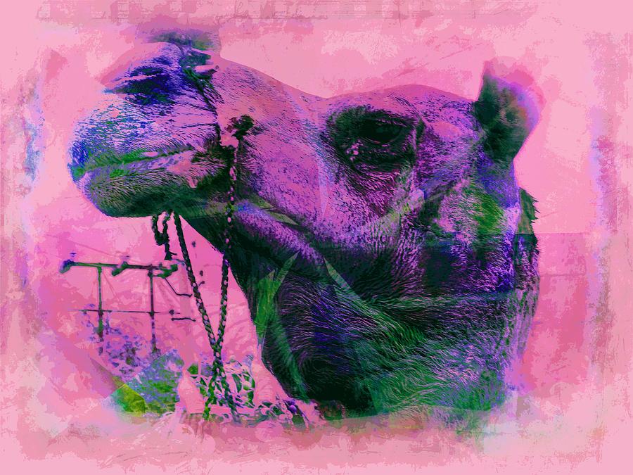 Camel Portrait Vintage Pink Desert Rajasthan India Jaisalmer 7h Photograph by Sue Jacobi