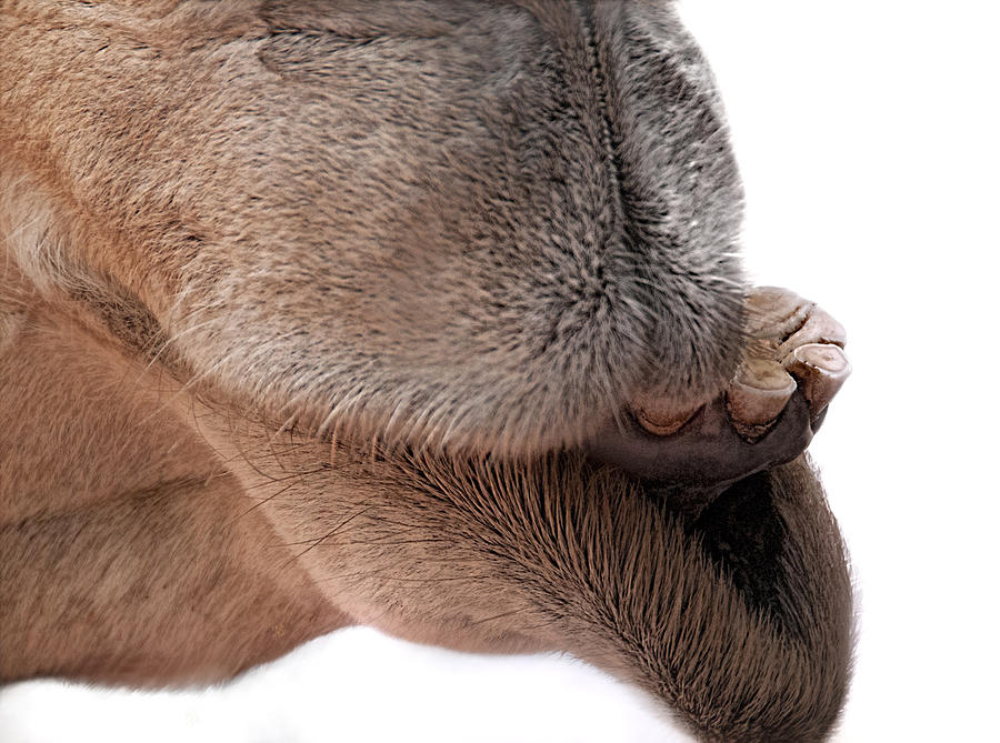 Camel Pout - Nose, Lips, and Teeth Photograph by Mitch Spence