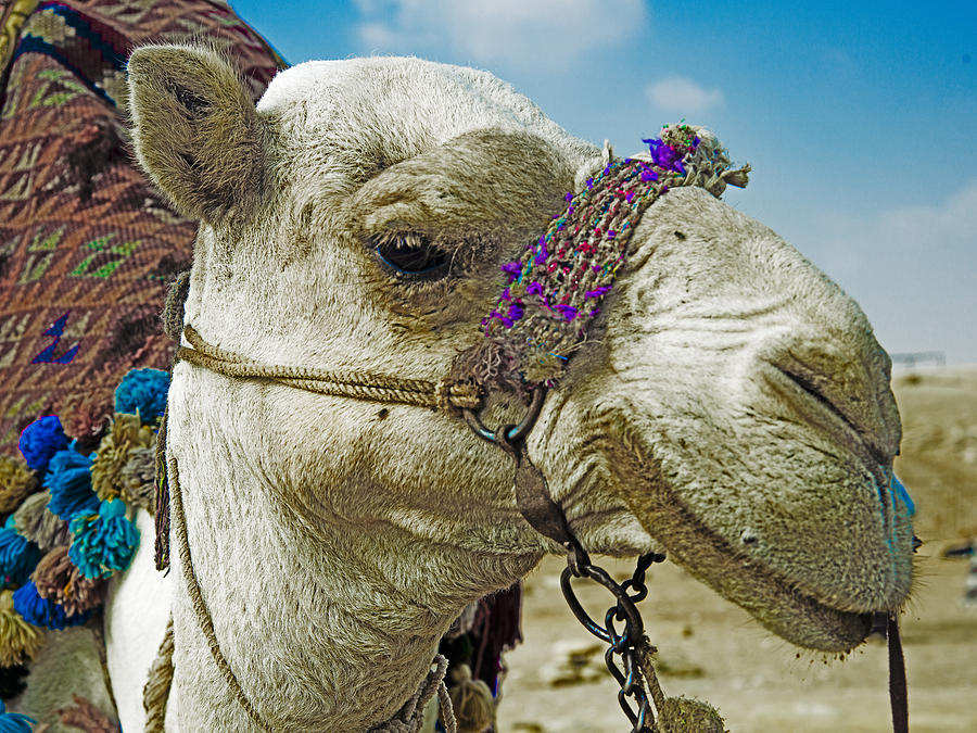 Camel profile Photograph by Patrick Kain