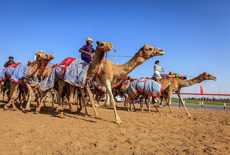 Camel racing in Dubai Photograph by Alexey Stiop