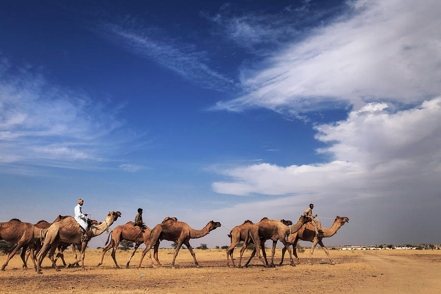 Camel Raiders, Jaisalmer, India by Mahesh Balasubramanian Camel Raiders, Jaisalmer, India by Mahesh Balasubramanian