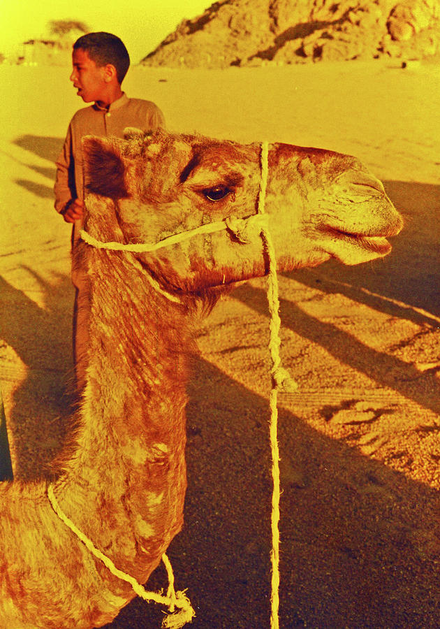 Camel Photograph - Camel Ride by Elizabeth Hoskinson