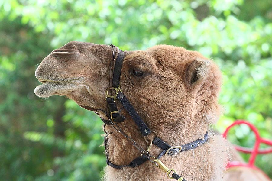Camel Ride Photograph by Scott Burd