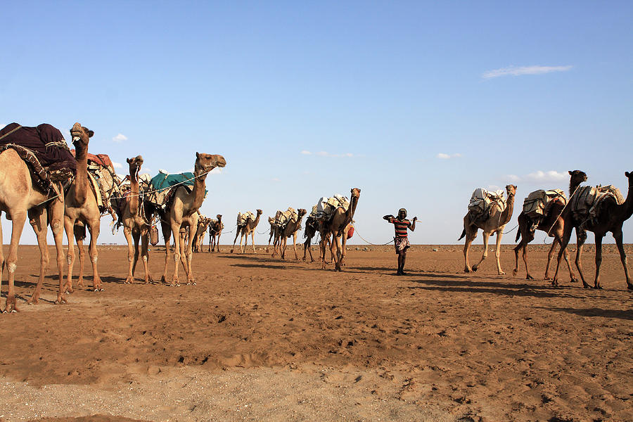 Camel Salt Train Photograph by Aidan Moran