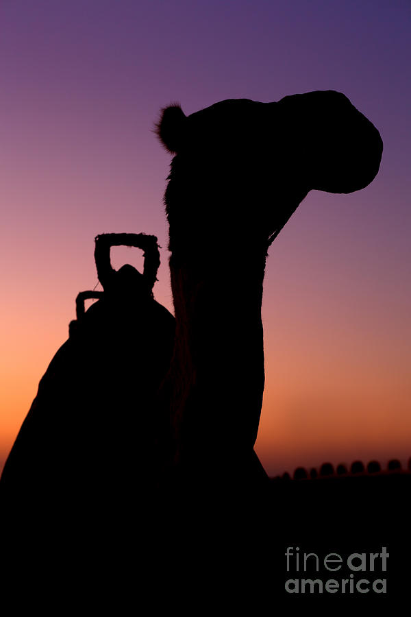 Animal Photograph - Camel silhouette in Dubai by Fototrav Print