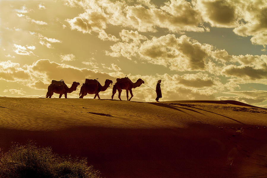 Camel Silhouettes Photograph by Lindley Johnson