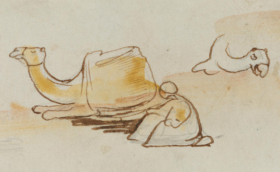 Camel Studies Drawing by Edward Lear