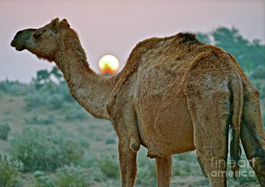 Camel Sunrise Photograph by Michael Cinnamond