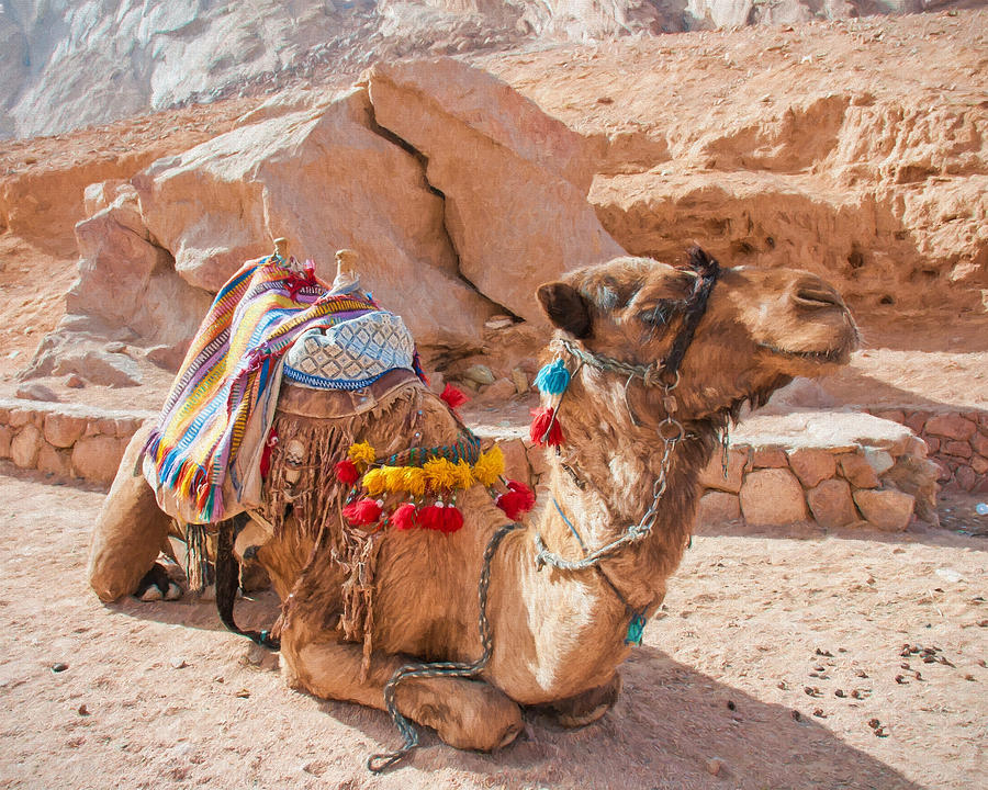Camel Taxi 2 Digital Art by Roy Pedersen