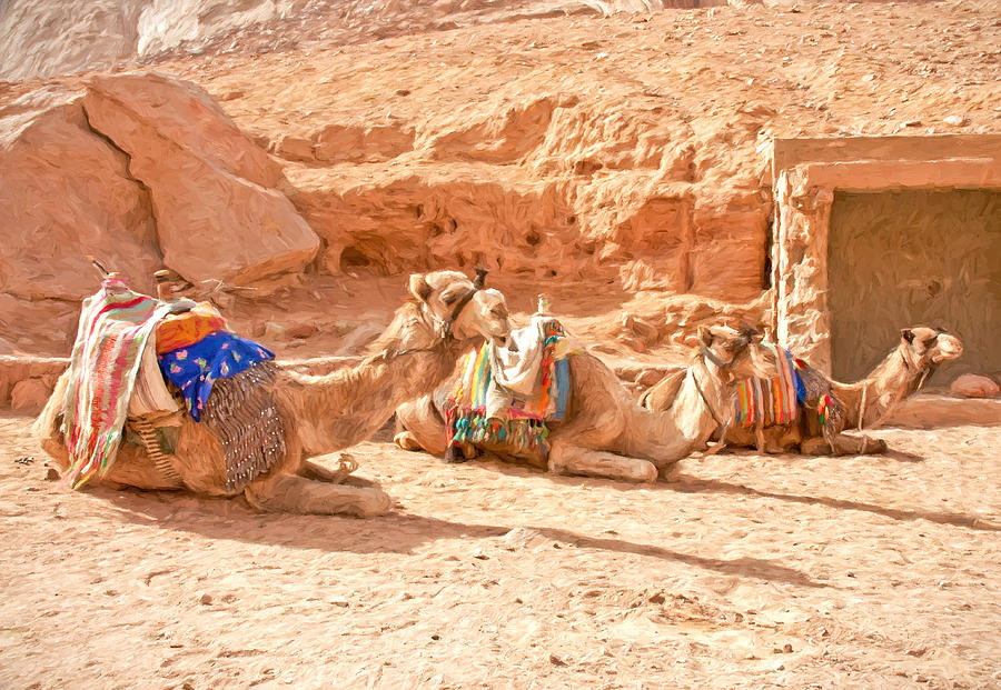 Camel Taxis  Photograph by Roy Pedersen