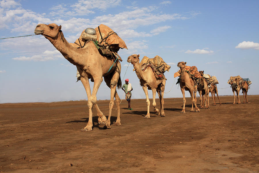 Great Rift Valley Camel Caravan Photograph by Aidan Moran