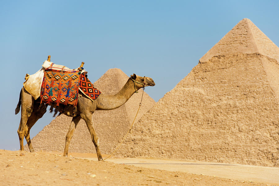 Beta Project - Camel Up Pyramid