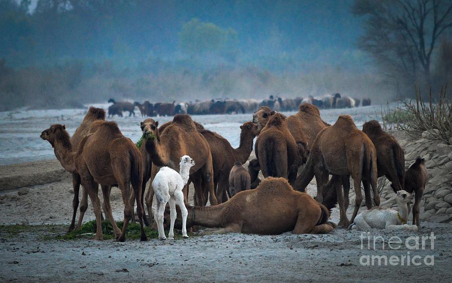 Camel With Shepherd In Desert Photograph by Akhtar H Khan - Fine Art