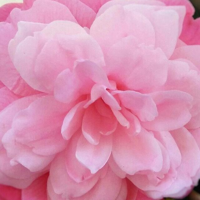 Flower Photograph - #camelia #camellia #cameliarosa #rosa by Stefano Bena