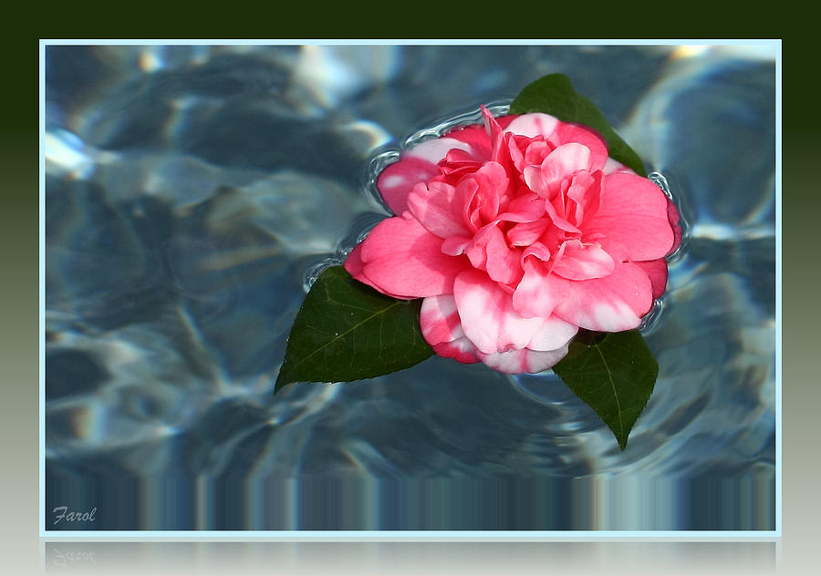 Camelia on Water Photograph by Farol Tomson