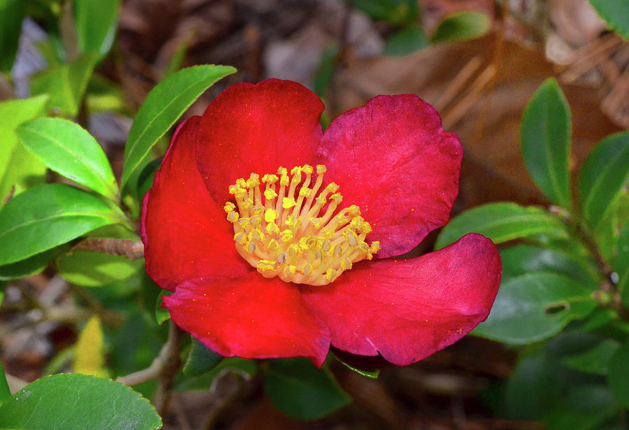 Camellia Sasanqua - Yuletide 001 Photograph by George Bostian