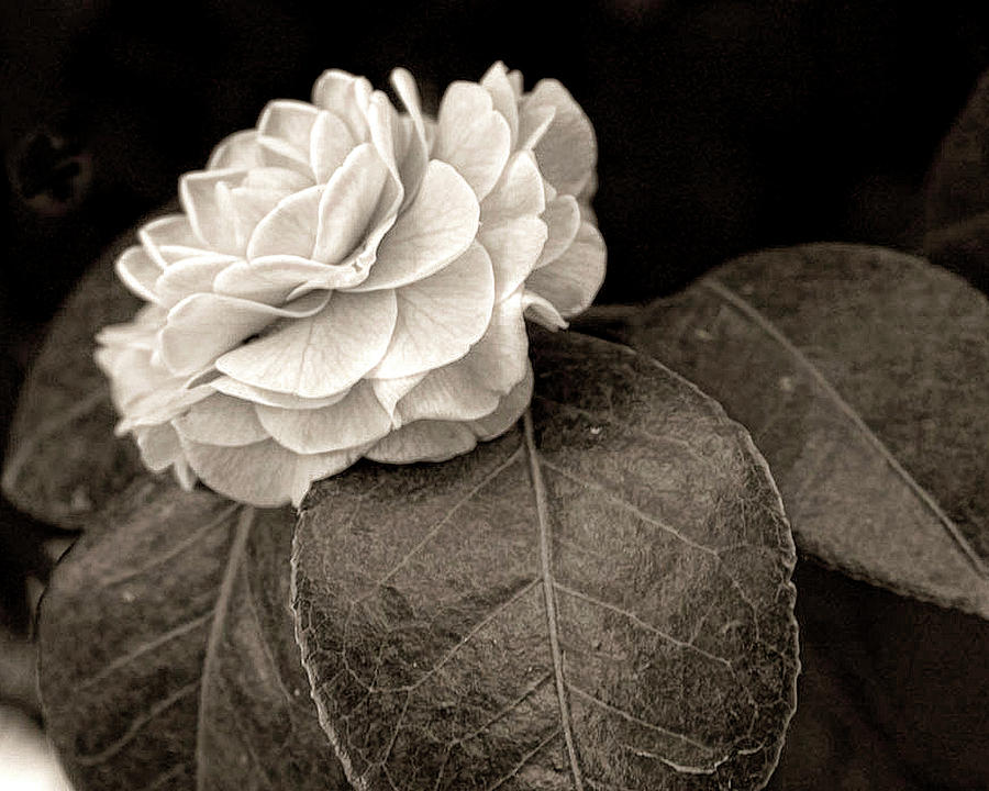 Camellia   Photograph by Gina Cordova