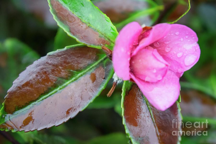 Camellia 2 Photograph by Jill Greenaway