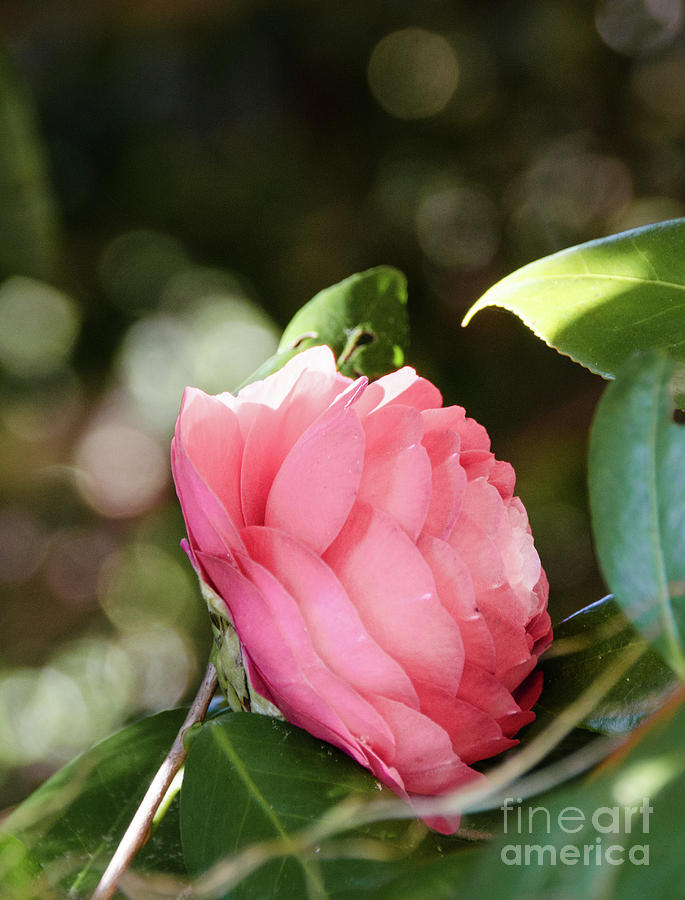 Camellia 4 Photograph by Andrea Anderegg
