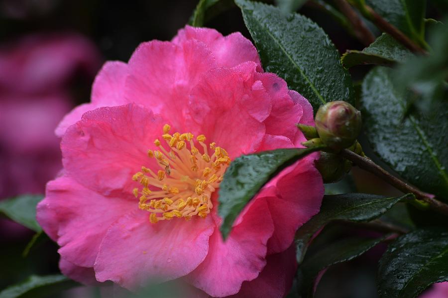 Camellia and Bud Photograph by Warren Thompson