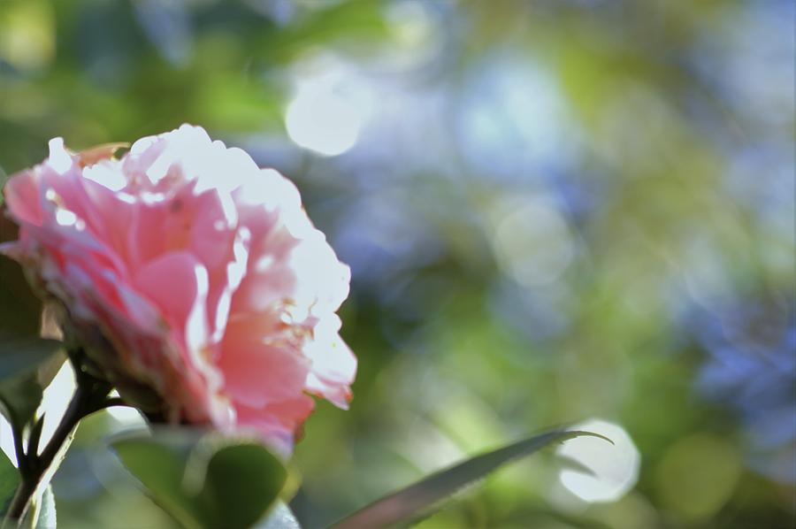 Camellia and Early Light Photograph by Warren Thompson
