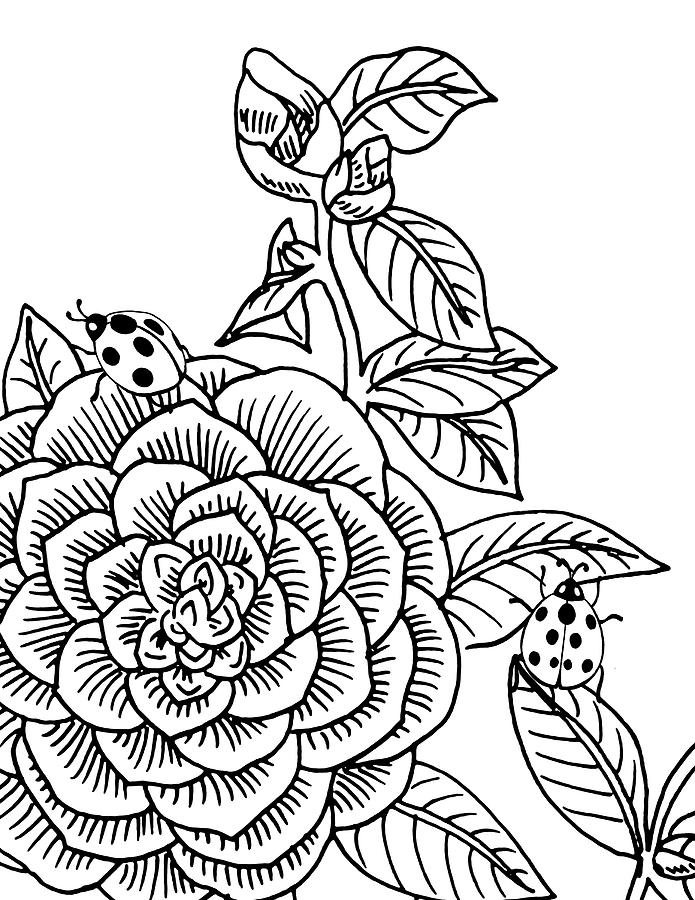 Camellia And Ladybugs Drawing  Drawing by Irina Sztukowski