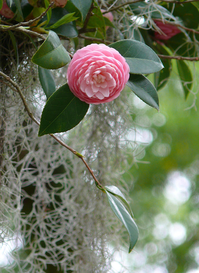 Camellia and Moss Photograph by Jeanne  Woods