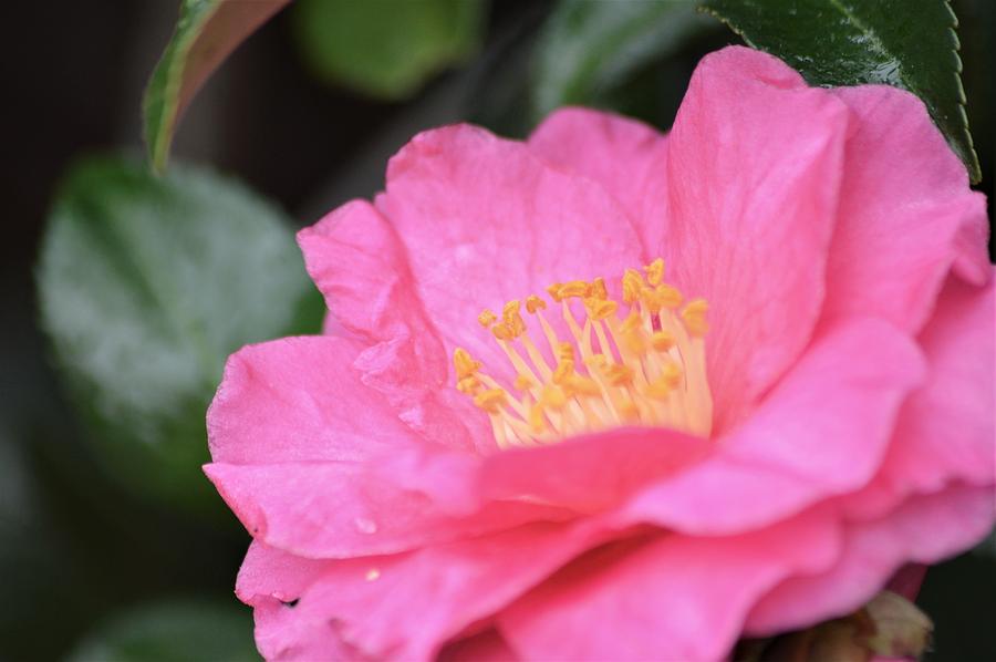 Camellia and Raindrops Photograph by Warren Thompson
