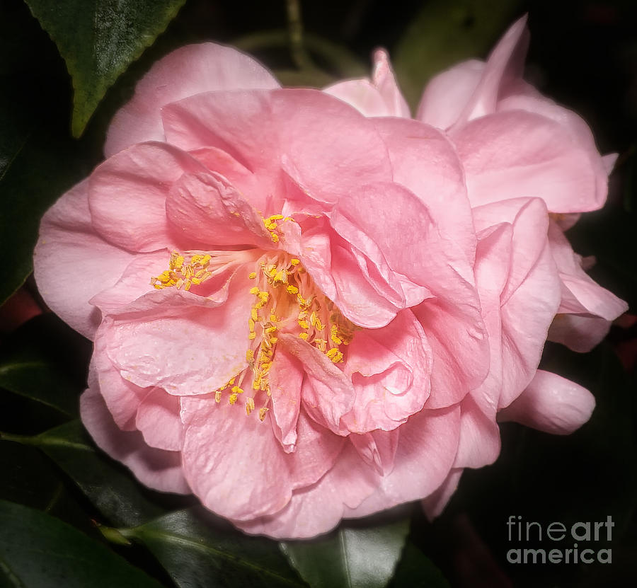Camellia Photograph by Ann Jacobson