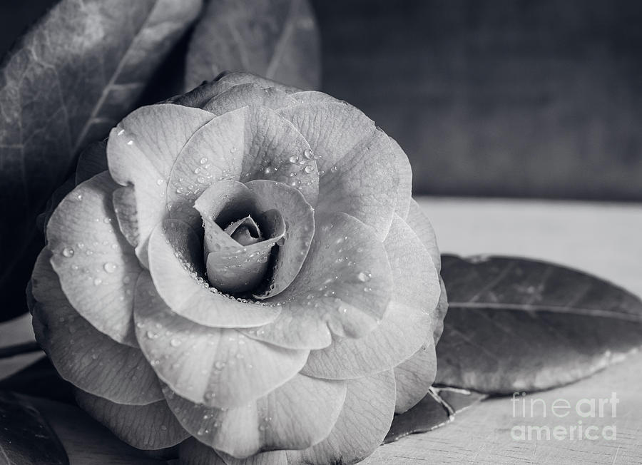 Camellia Back And White Photograph