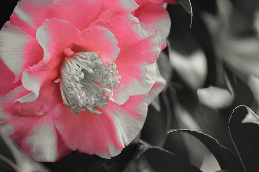 Camellia Beauty 2 Photograph by Warren Thompson