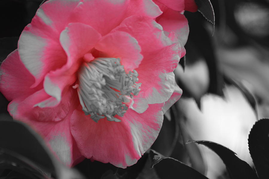 Camellia Beauty 3 Photograph by Warren Thompson