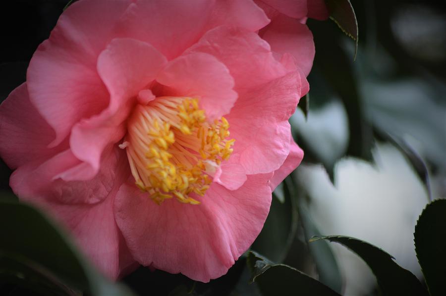 Camellia Beauty 4 Photograph by Warren Thompson