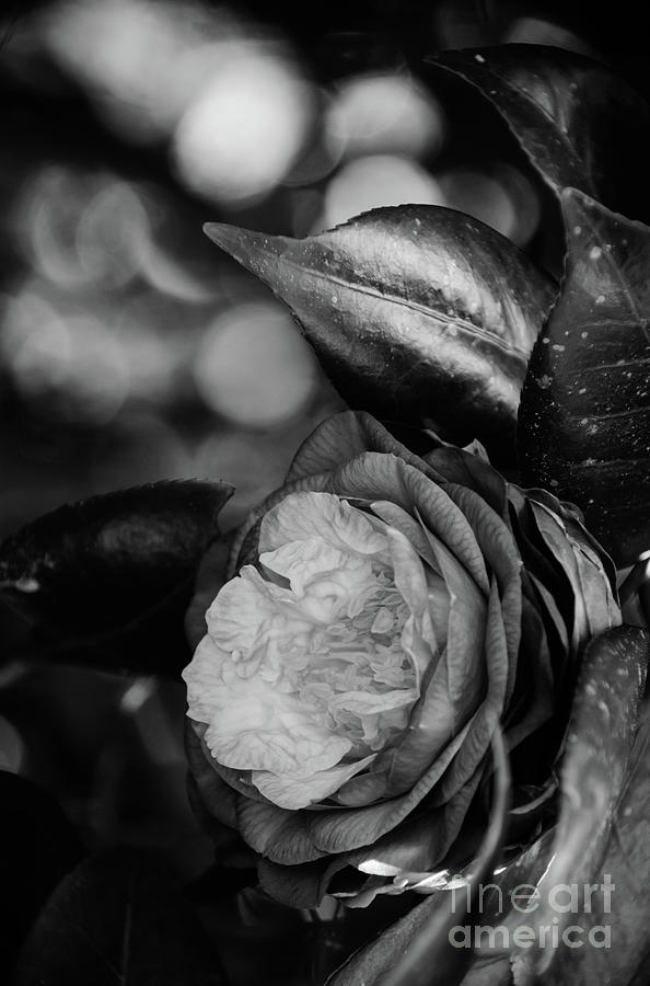 Camellia Black and White 2 Photograph by Andrea Anderegg