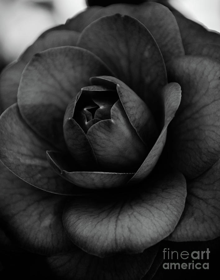 Camellia Black and White 3 Photograph by Andrea Anderegg
