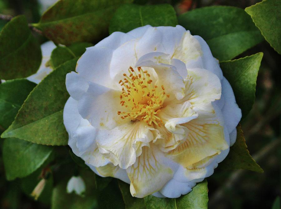 Camellia Bloom Photograph by Cynthia Guinn