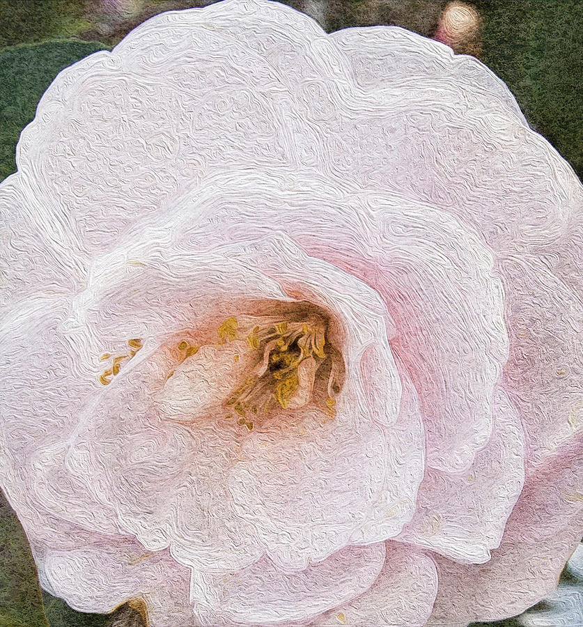 Camellia Bloom Photograph by Cynthia Wolfe