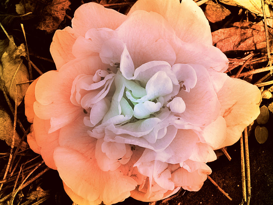 Camellia bloom Photograph by Susanne Van Hulst