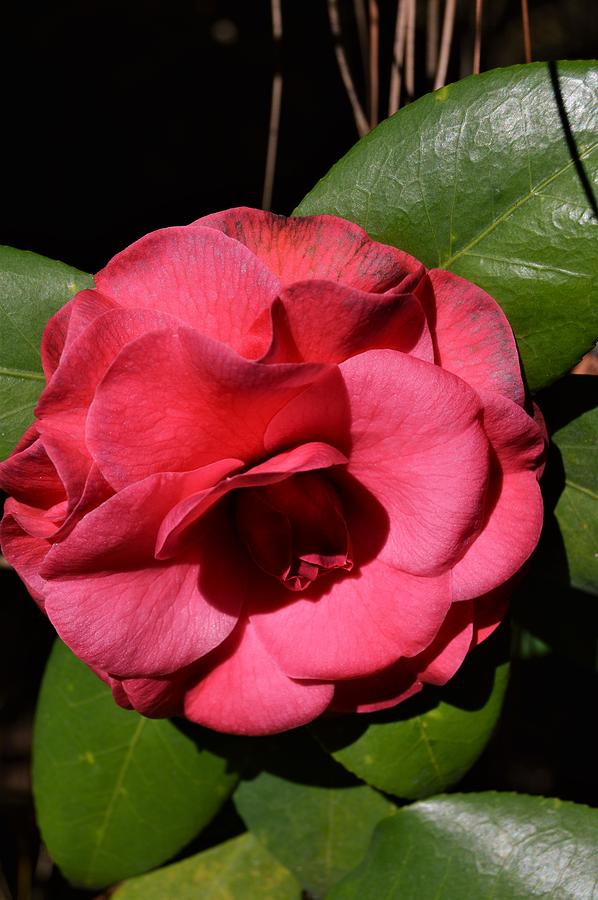 Camellia Bloom Photograph by Warren Thompson