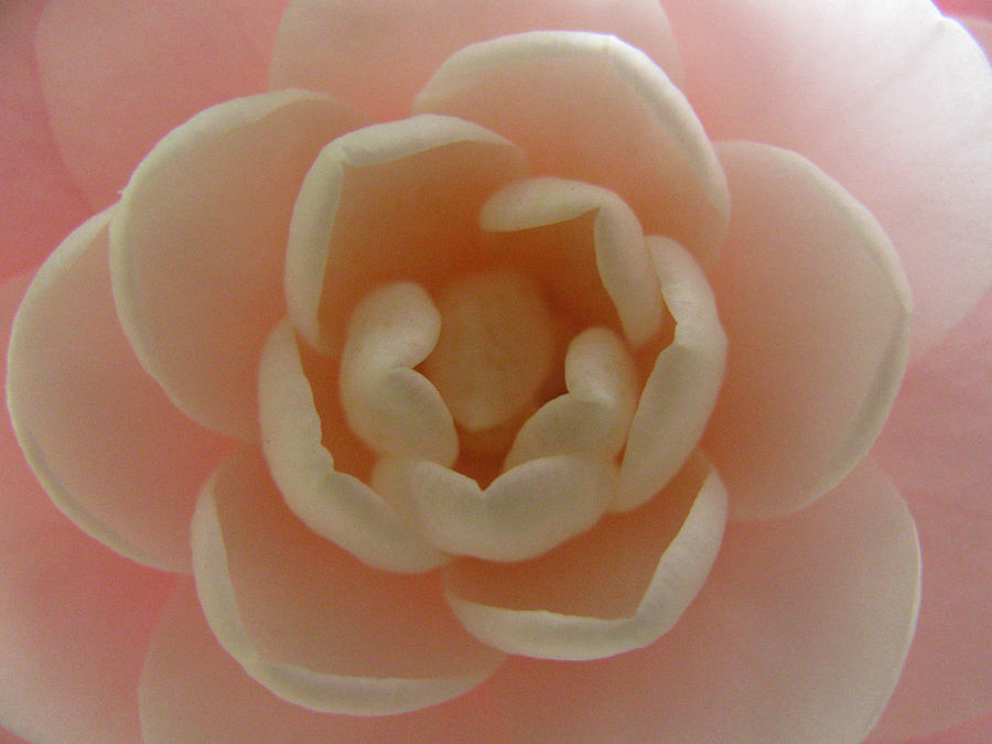 Camellia Blossom Photograph by Tom Hefko