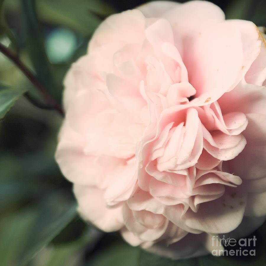 Vintage Photograph - Camellia by Cindy Garber Iverson