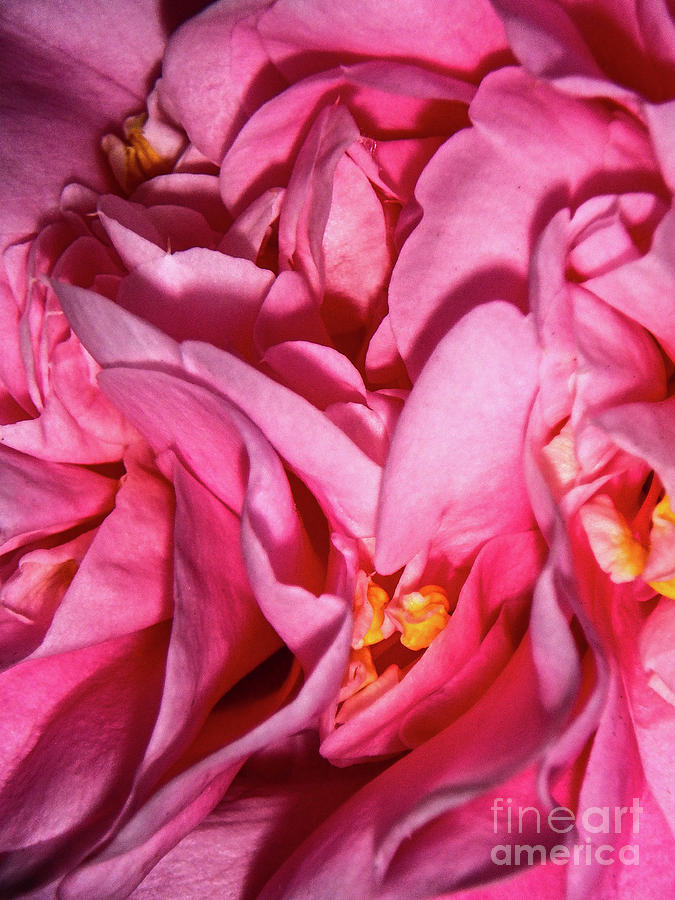 Camellia Close Photograph by Judy Hall-Folde