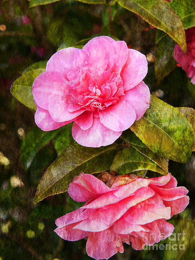 Camellia Conversation Photograph by Brenda Kean