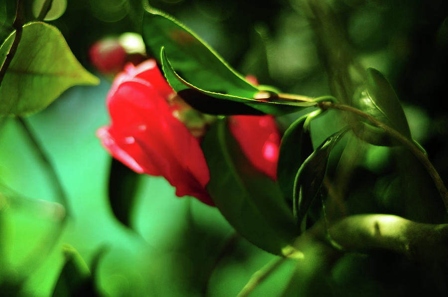 Camellia Dream Photograph by Rebecca Sherman