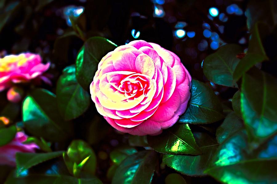 Camellia Flower Nishishinjuku Photograph by Mark J Dunn