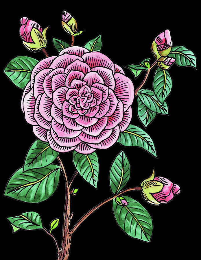 Camellia Flower Watercolour Painting