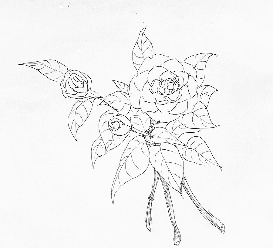 Camellia  Drawing by Hae Kim