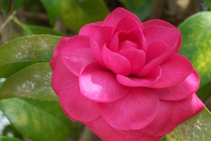 Camellia II Photograph by Suzanne DeKeyzer James - Fine Art America