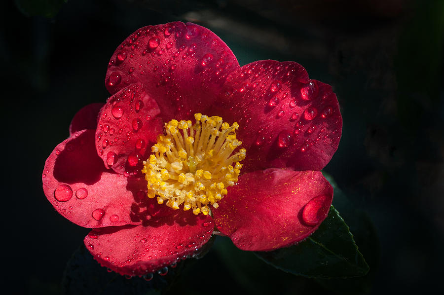 Nature Photograph - Camellia In Rain by Catherine Lau